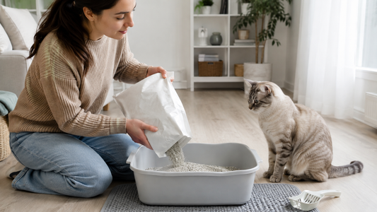 Katze testet neue Katzenstreu zu Hause ohne Risiko für den Halter – Pacha-Streu