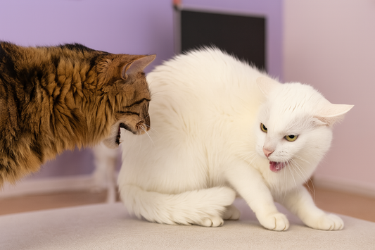 Deux chats se disputent leur territoire dans un salon avec fond violet – litière Pacha-Streu