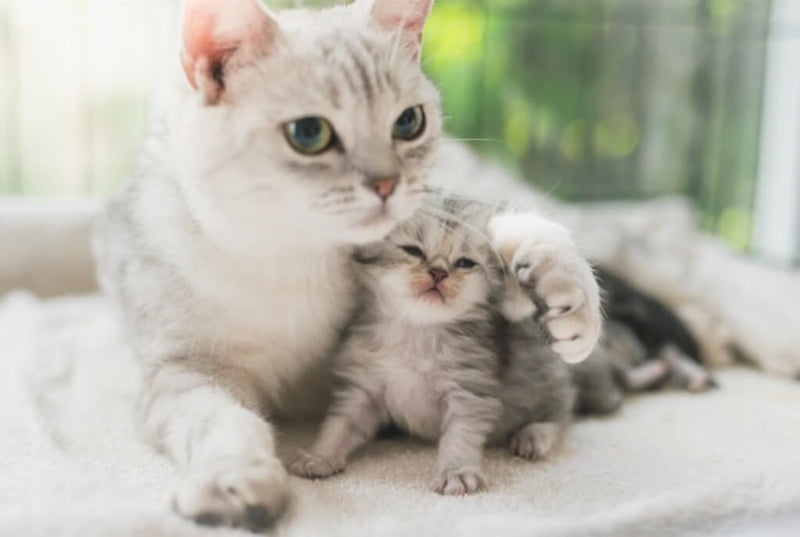 12. Für alle Katzen geeignet