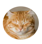 Geruchshemmende Katzenstreu Pacha