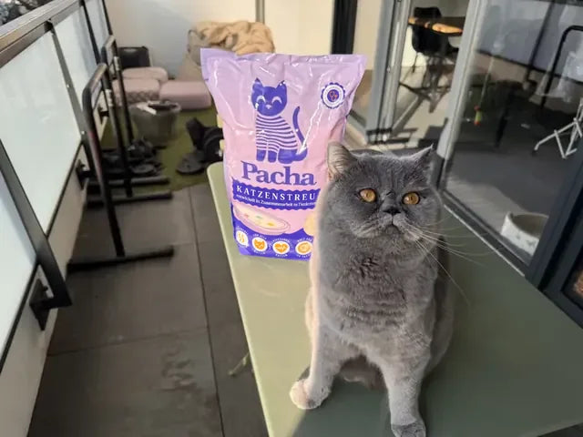 Von einem Katzenhalter geteiltes Foto: die Katze neben dem Pacha-Sack