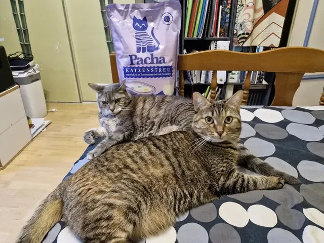 Von einem Katzenhalter geteiltes Foto: die Katze neben dem Pacha-Sack