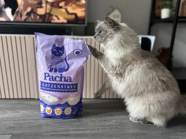 Von einem Katzenhalter geteiltes Foto: die Katze neben dem Pacha-Sack