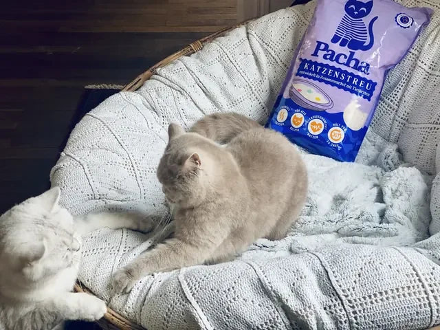 Von einem Katzenhalter geteiltes Foto: die Katze neben dem Pacha-Sack