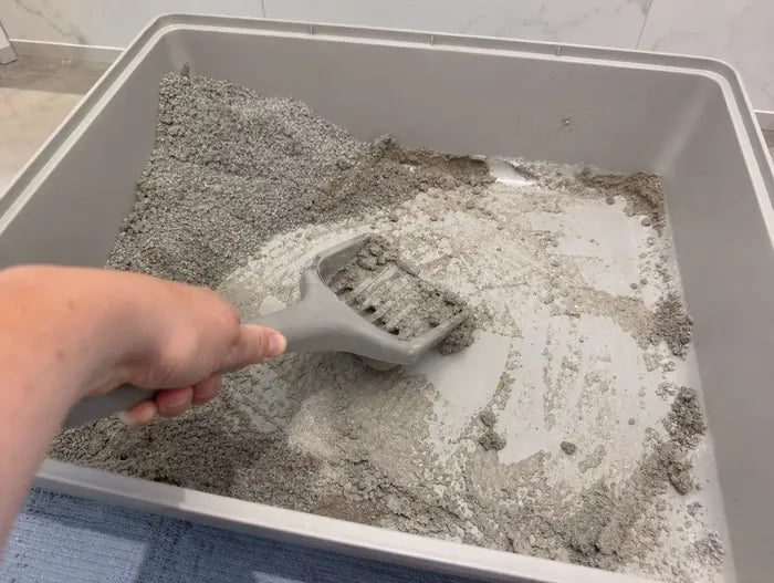 Eine Schaufel holt Urinklumpen aus einer Katzentoilette mit herkömmlichem Streu