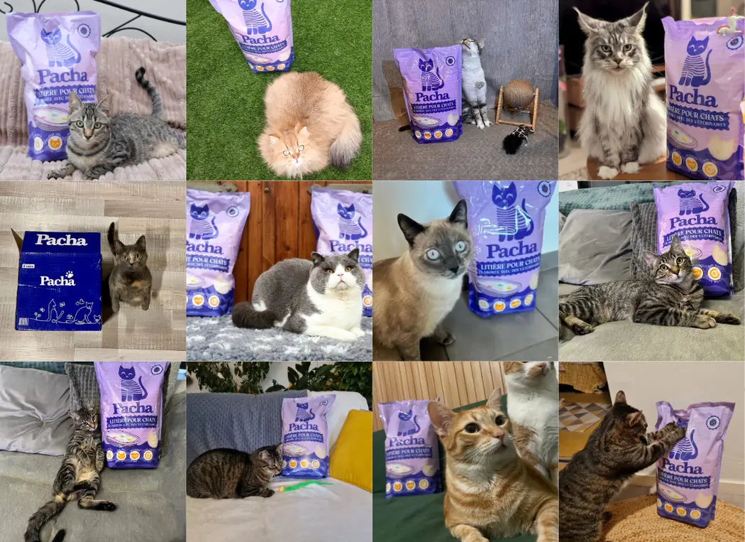Mosaik aus Kundenfotos: Katzen mit ihrem Pacha-Streubeutel